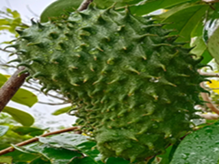 Farm Stay Near Bangalore and Hosur