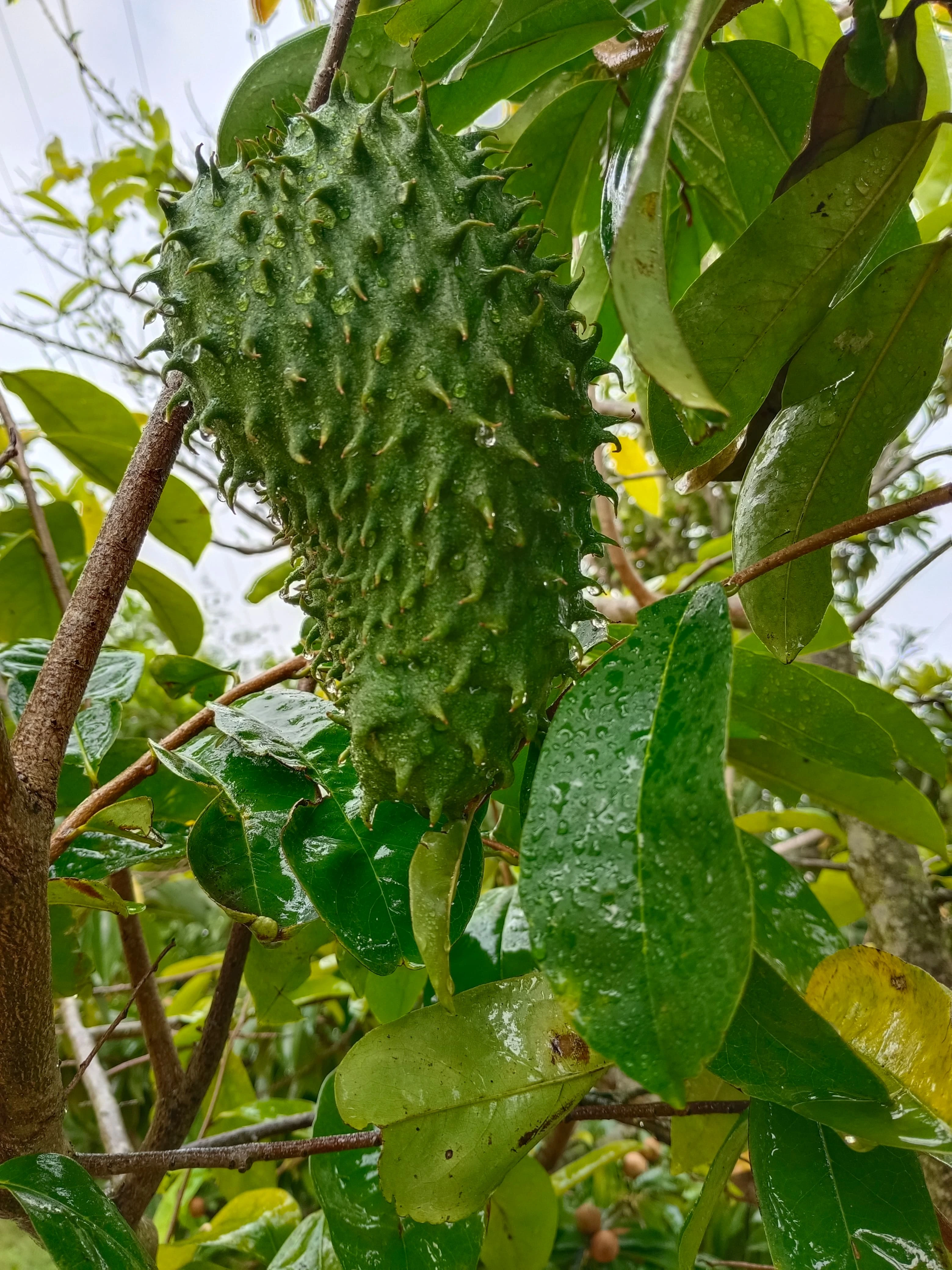 Natural farm resort near Denkanikottai