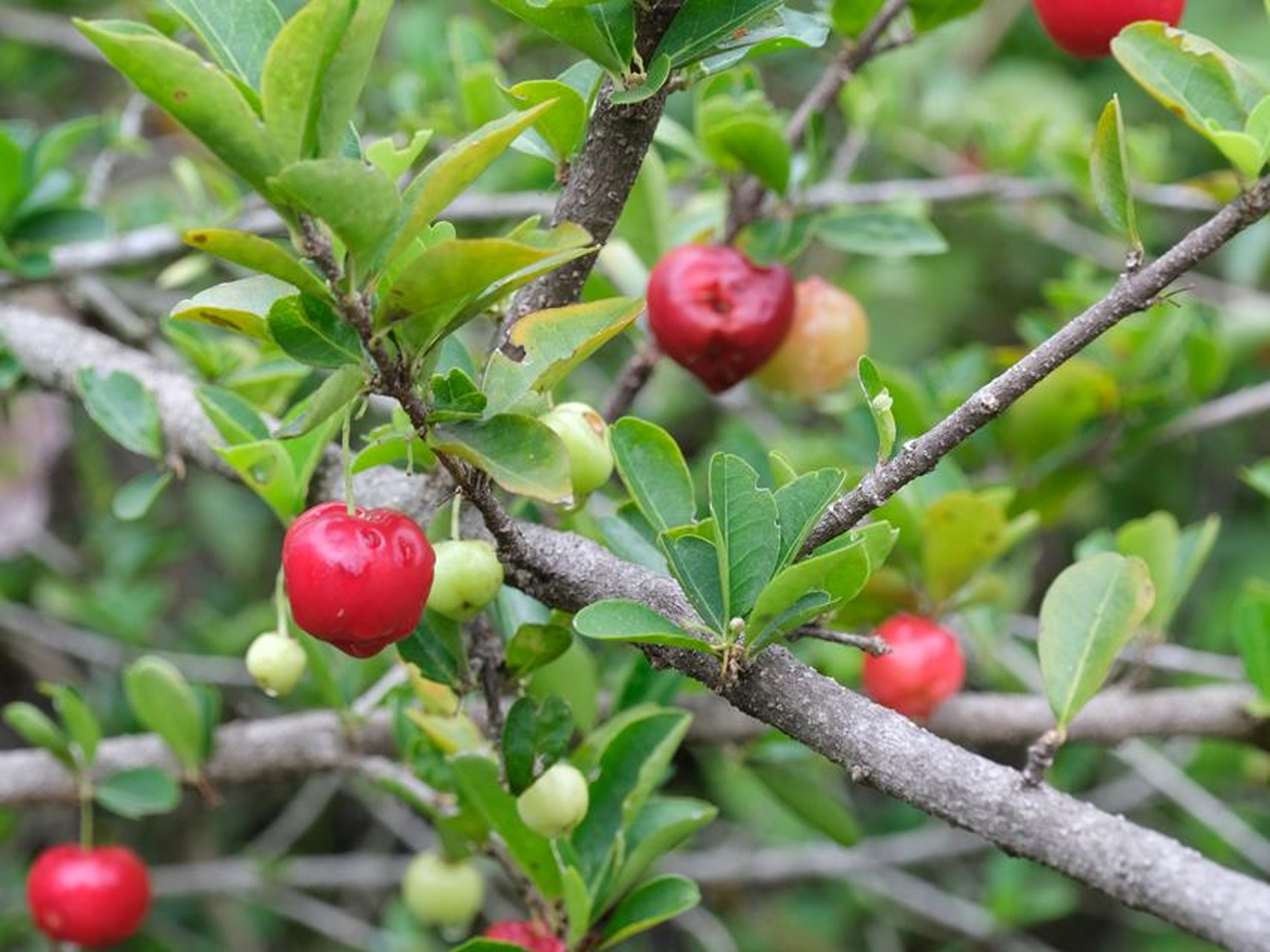 Farm Stay Near Bangalore and Hosur