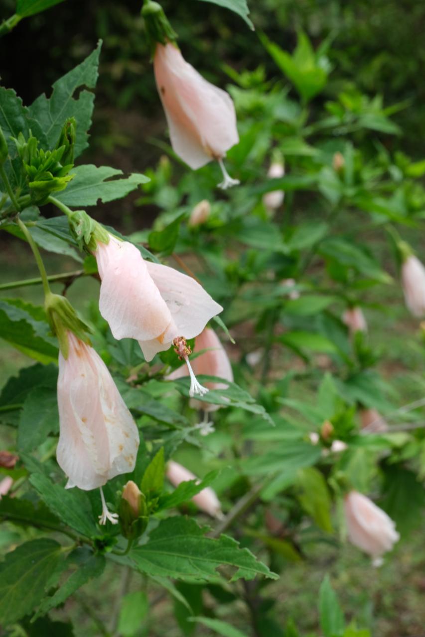 Resort near Bangalore with farm experience