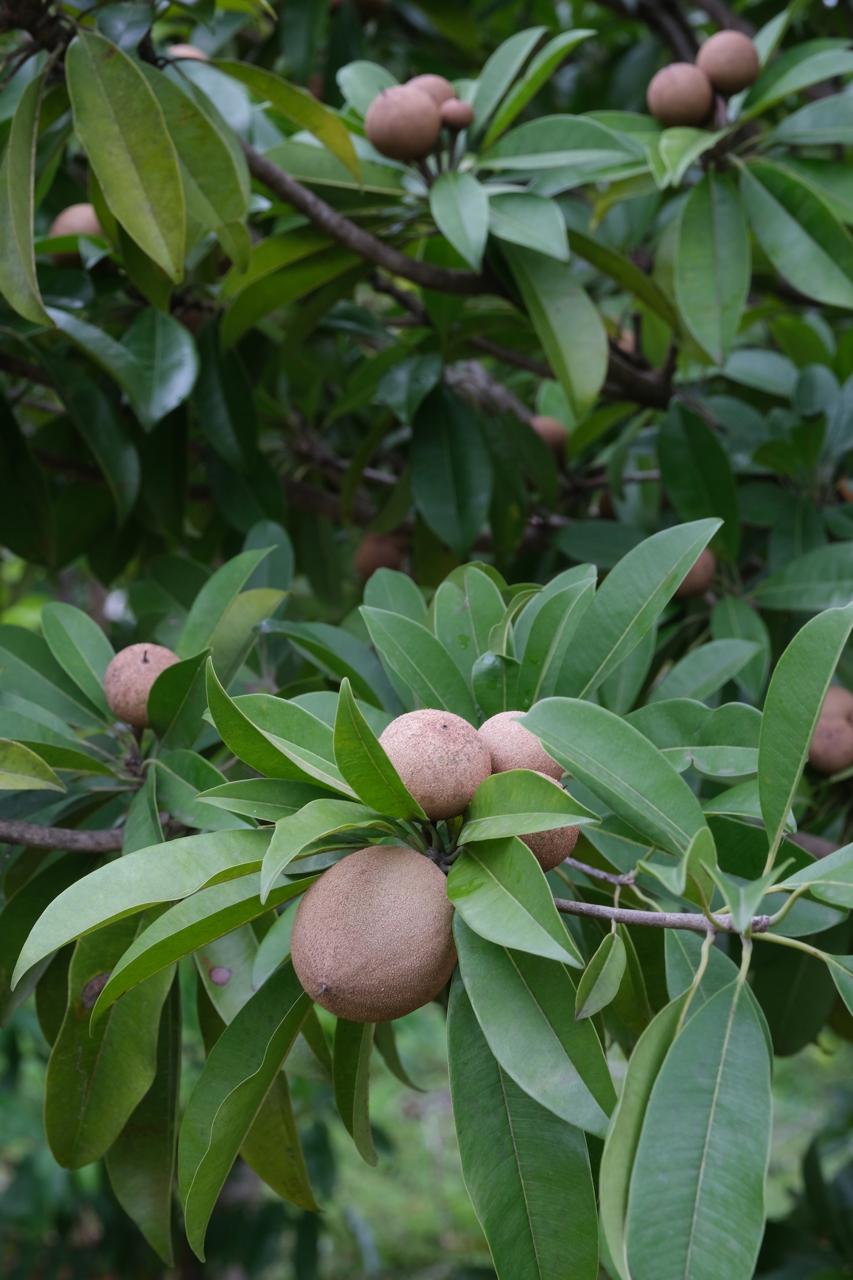 Resort near Bangalore with farm experience