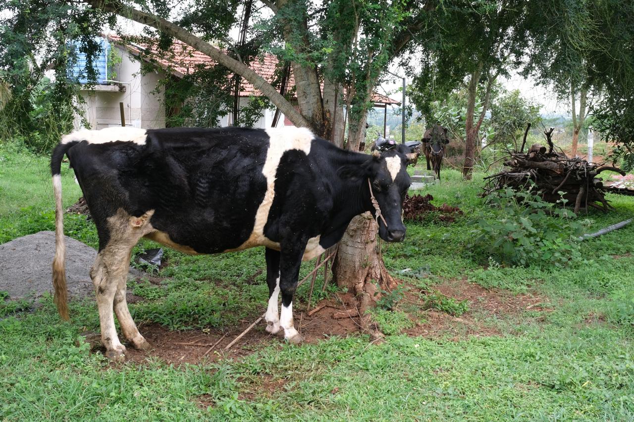 niral farm jungle stay hosur