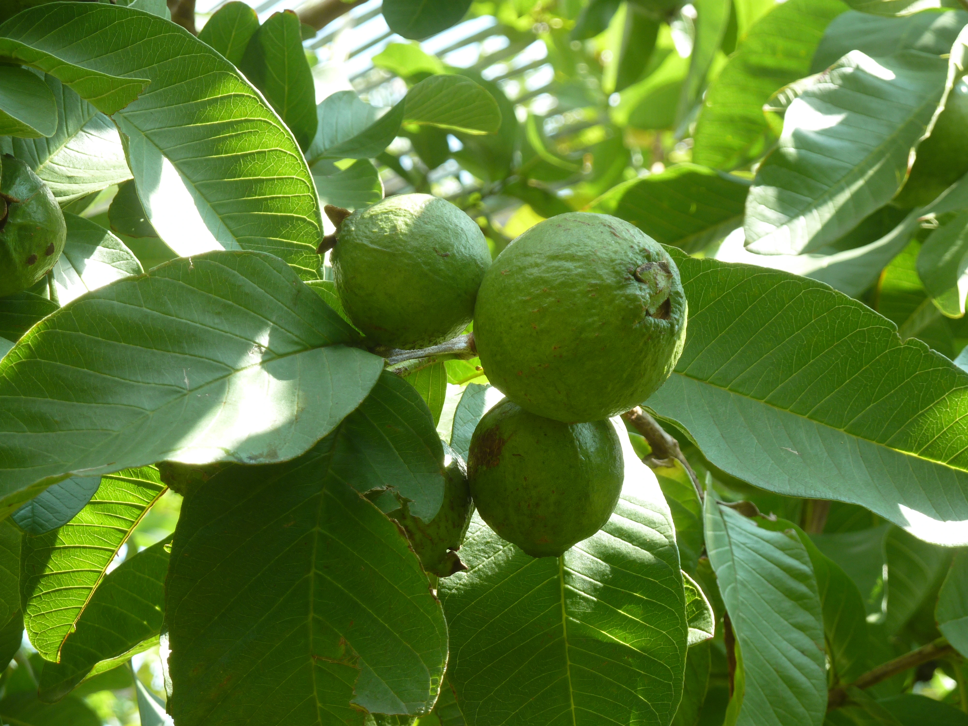 niral farm resort near hosur